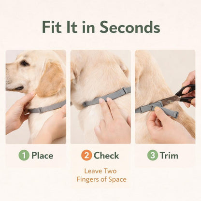 8-Month Flea & Tick Protection Collar